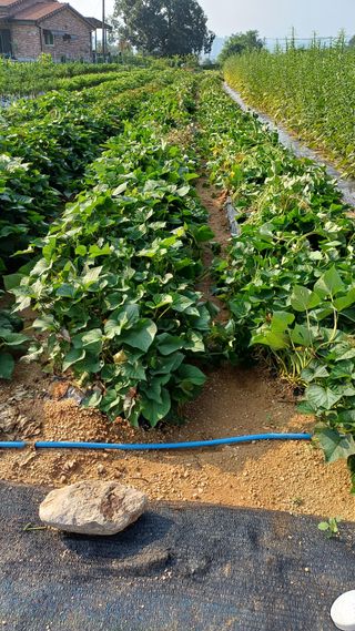 박순덕님의 참깨 · 자유게시판 작성글 사진