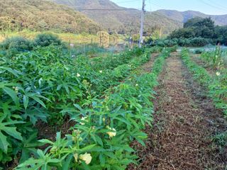 강생아빠님의 기타작물 · 자유게시판 작성글 사진