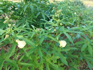 강생아빠님의 기타작물 · 자유게시판 작성글 사진