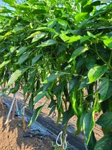 팜모닝 고추·일상 게시글 이미지