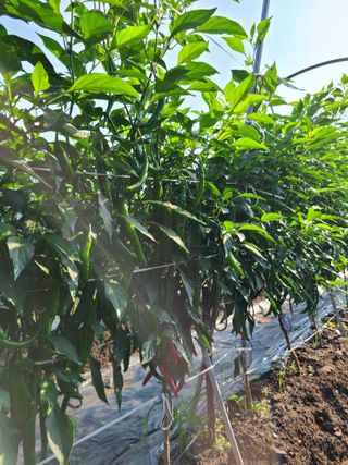 장광열님의 고추 · 일상 작성글 사진