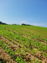 팜모닝 콩·영농일지 게시글 이미지