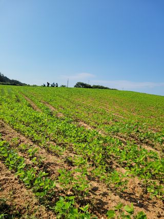 김상복님의 콩 · 영농일지 작성글 사진