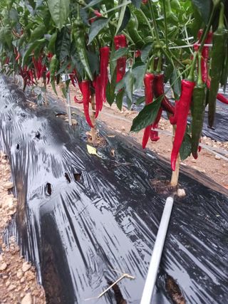 덕촌님의 고추 · 일상 작성글 사진