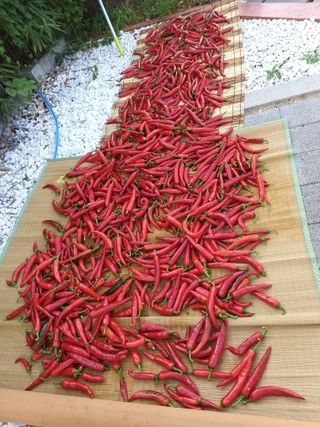 초보 농부님의 고추 · 수확 작성글 사진