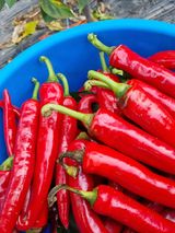 팜모닝 고추·병해충상담 게시글 이미지