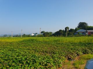 엄기덕님의 고구마 · 영농일지 작성글 사진