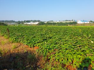 엄기덕님의 고구마 · 영농일지 작성글 사진