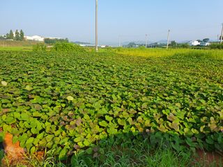 엄기덕님의 고구마 · 영농일지 작성글 사진