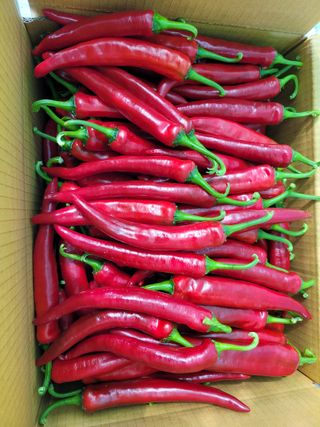 건달 농장(최승혁)님의 고추 · 수확 작성글 사진