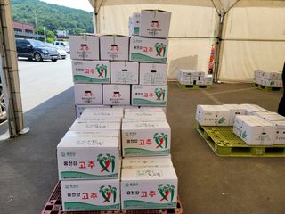 건달 농장(최승혁)님의 고추 · 수확 작성글 사진