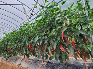 건달 농장(최승혁)님의 고추 · 수확 작성글 사진