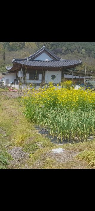 매실19924님의 사과 · 병해충상담 작성글 사진