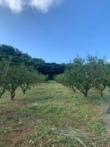 팜모닝 귤·영농일지 게시글 이미지