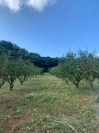 쭈야네농장님의 귤 · 영농일지 작성글 사진