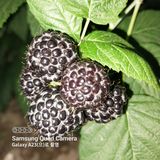 팜모닝 자유주제·자유게시판 게시글 이미지