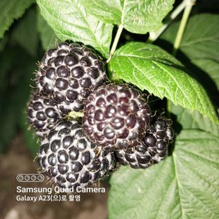 안숙자님의 자유주제 · 자유게시판 작성글 사진