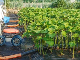 윤재하님의 들깨 · 자유게시판 작성글 사진