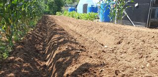 전봉우(채미농원)님의 자유주제 · 자유게시판 작성글 사진