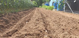 전봉우(채미농원)님의 자유주제 · 자유게시판 작성글 사진