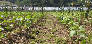 전봉우(채미농원)님의 들깨 · 자유게시판 작성글 사진