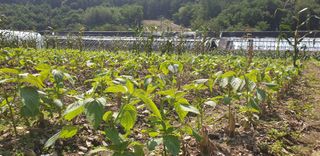 전봉우(채미농원)님의 들깨 · 자유게시판 작성글 사진