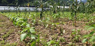 전봉우(채미농원)님의 들깨 · 자유게시판 작성글 사진