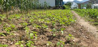 전봉우(채미농원)님의 들깨 · 자유게시판 작성글 사진