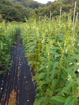 팜모닝 고추·수확 게시글 이미지