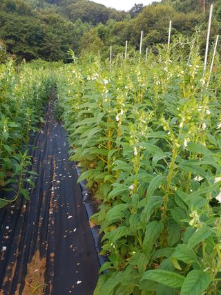 김건호님의 고추 · 수확 작성글 사진