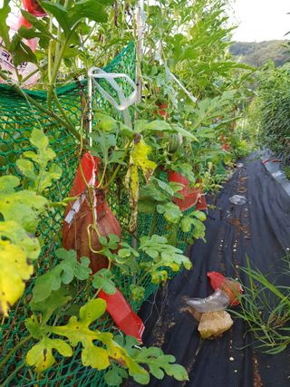 김건호님의 고추 · 수확 작성글 사진
