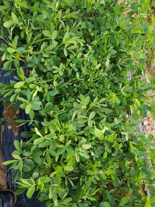 김건호님의 고추 · 수확 작성글 사진