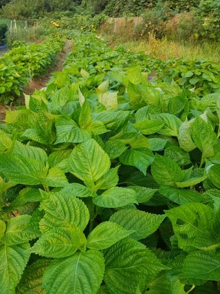 김건호님의 고추 · 수확 작성글 사진