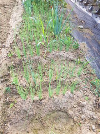 김건호님의 고추 · 수확 작성글 사진