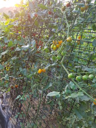 김건호님의 고추 · 수확 작성글 사진