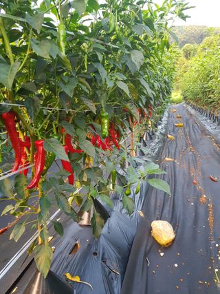 김건호님의 고추 · 수확 작성글 사진