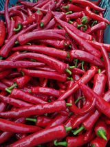 팜모닝 고추·수확 게시글 이미지