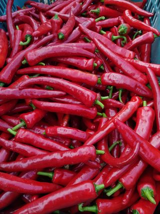 김건호님의 고추 · 수확 작성글 사진