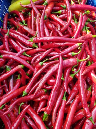 김건호님의 고추 · 수확 작성글 사진