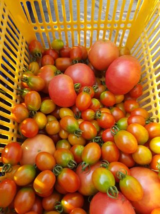 김건호님의 고추 · 수확 작성글 사진