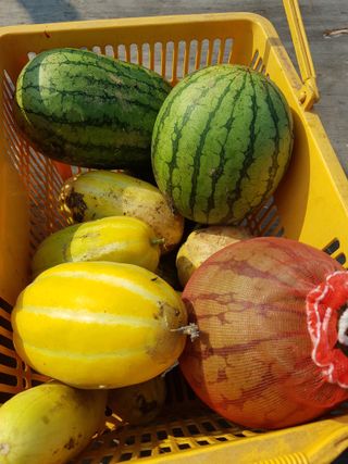 김건호님의 고추 · 수확 작성글 사진