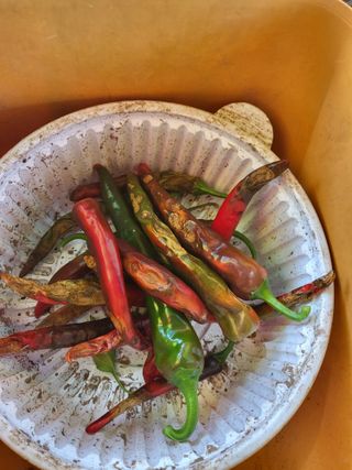 안동운님의 고추 · 병해충상담 작성글 사진