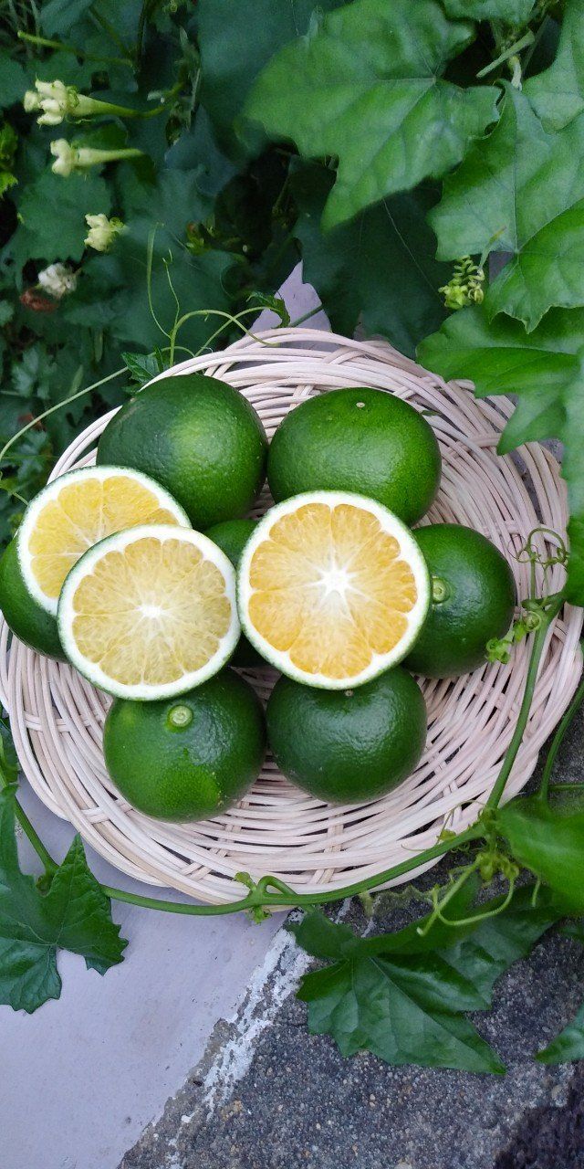 장터 상품 [제주담은농장 풋귤(청귤)] 썸네일