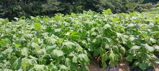 최영호님의 자유주제 · 자유게시판 작성글 사진