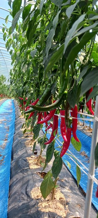 최영호님의 자유주제 · 자유게시판 작성글 사진