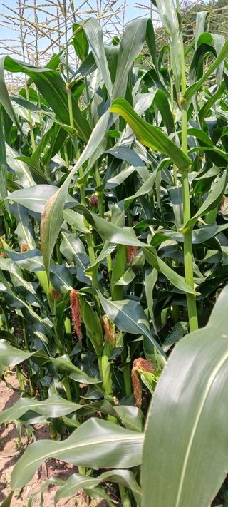 최영호님의 자유주제 · 자유게시판 작성글 사진