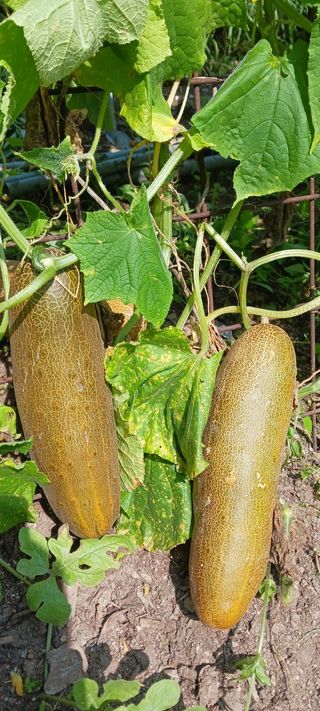 최영호님의 자유주제 · 자유게시판 작성글 사진