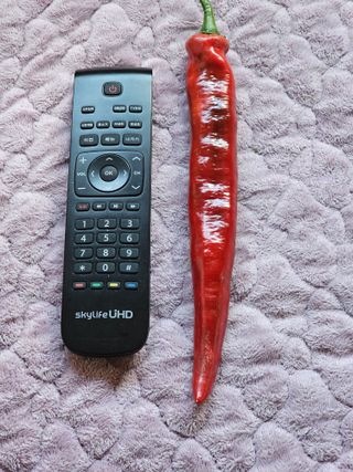 용인농부님의 고추 · 수확 작성글 사진