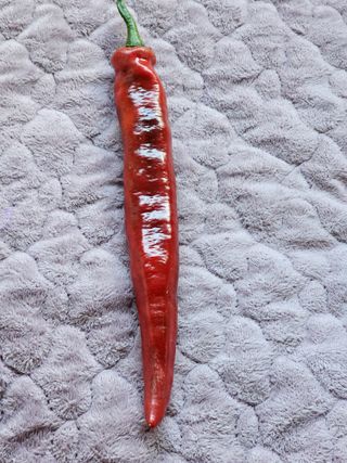 용인농부님의 고추 · 수확 작성글 사진