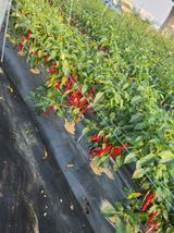 팜모닝 고추·수확 게시글 이미지